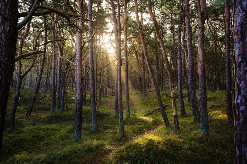 Contemplative Walking in the Forest