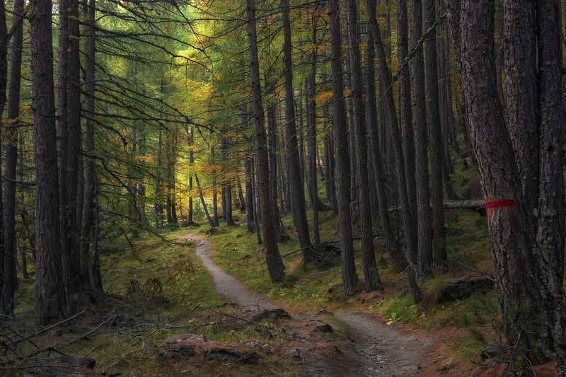 Contemplative Walking